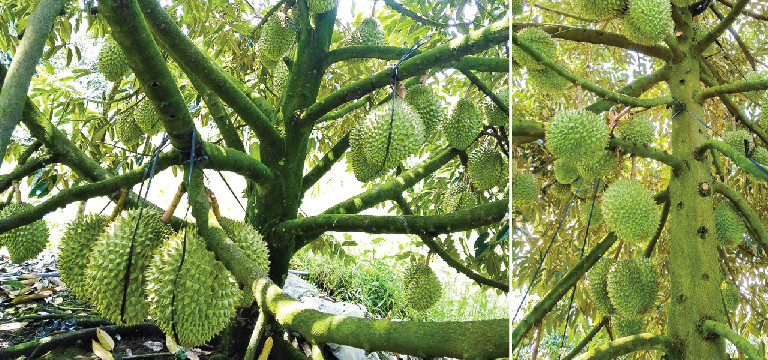 HỆ THỐNG TƯỚI CHO CÂY SẦU RIÊNG TẠI KON TUM